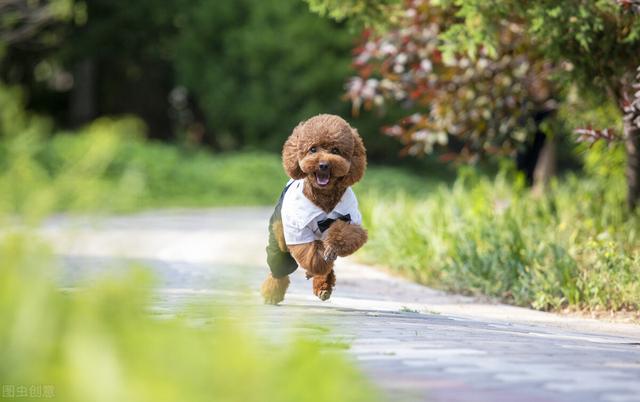 泰迪狗怎么养，泰迪狗怎么养才不臭（超完整泰迪饲养攻略）