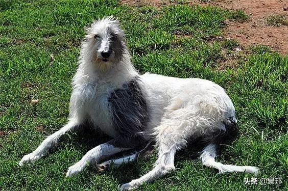 最丑的狗，全球最丑的十大狗狗排名（最丑的狗的品种）