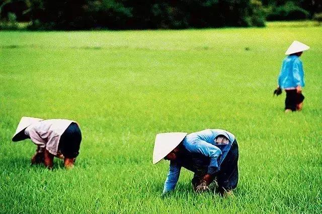 关于小满的古诗，《小满》古诗原文（最美小满诗，一切刚刚好！）