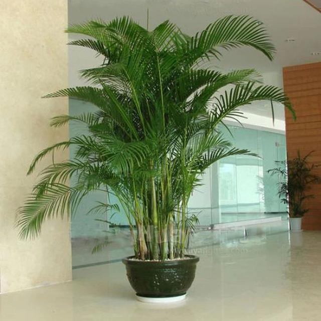 室内观叶植物，室内观叶植物特别需要氮肥