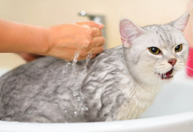 打猫咪它会长记性吗，揍猫猫会长记性吗（为什么有些猫咪会特别怕人）