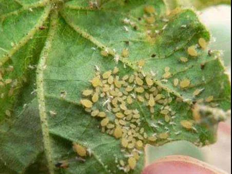 腻虫怎么消灭它，腻虫用什么药最好是（高手教你治蚜虫）