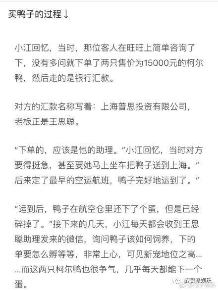 王思聪的鸭子是什么鸭，柯尔鸭幼崽多少钱一只（王思聪把买来的宠物鸭子煮了）
