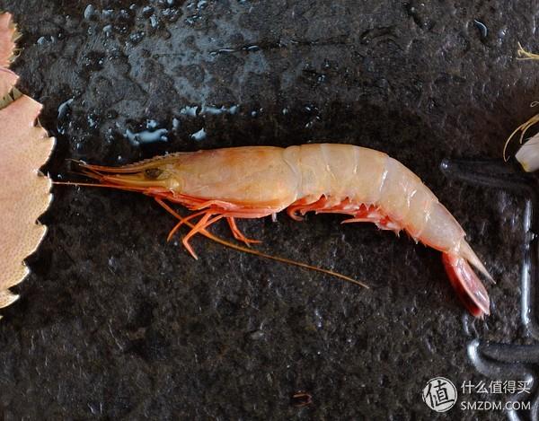 虾有多少品种，淡水虾有哪些品种（虾类双11购买攻略富山虾）