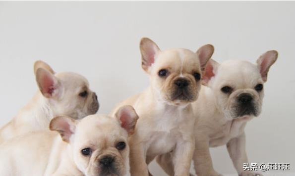 怎么挑法斗幼犬，法斗犬注意什么（你不能不知道——————————法国斗牛犬选购技巧）