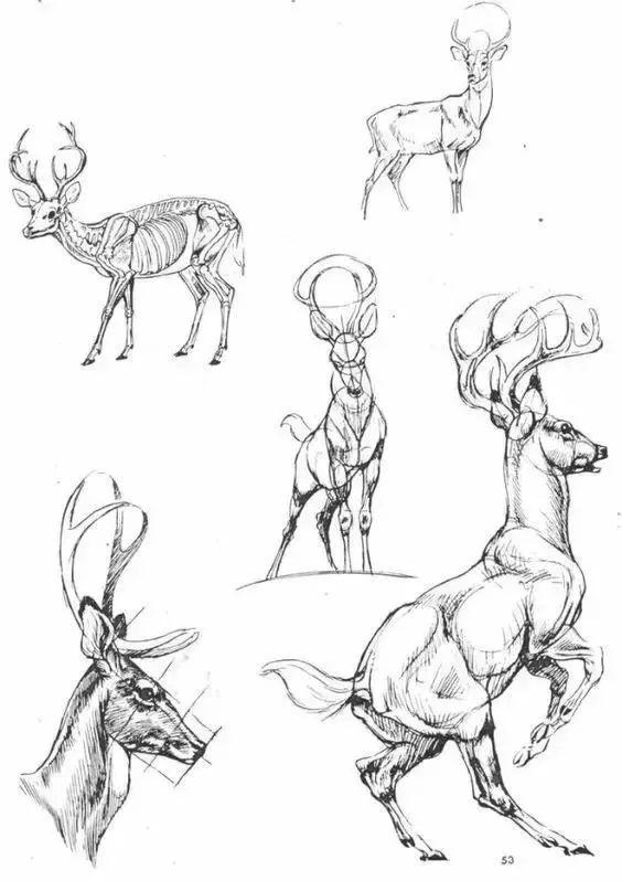 怎么画驯鹿简笔画步骤图，驯鹿的简笔画图片大全（素材-鹿的一些画法）