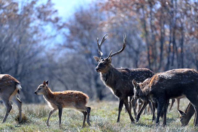 鹿角为啥会自然脱落，鹿角每年都会自然脱落
