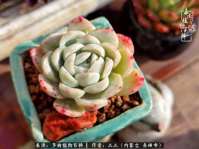 雪候鸟是什么意思，雪候鸟歌词表达什么意思（多肉于我从来不是锦上添花）