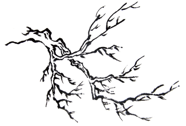 画树的简笔画枝干图片