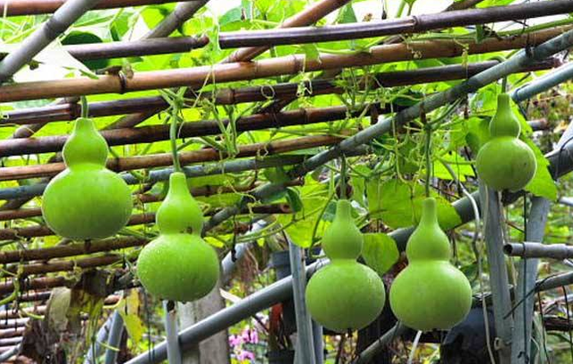 南瓜的品种常见的有几种，南瓜品种大全图片及名称（农村人最爱种植的20种“瓜”）