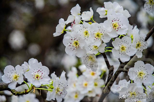 梨花是什么颜色的，梨花是什么颜色（冰清多姿的花朵芳香四溢）