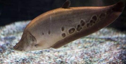 湄公河在我国境内的名称是什么，湄公河在哪里（你真的了解湄公河吗）