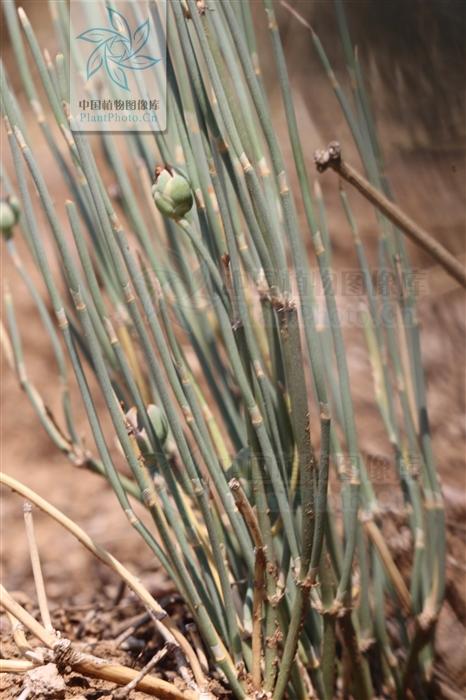 本草图经作者是谁，《本草图经》的作者（芎藭 蘼蕪 藁本）