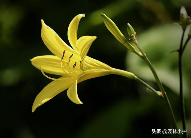 忘忧草代表什么意思，传说中的“忘忧草”（忘忧草的意思是什么）