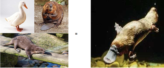 鸭嘴兽简介，鸭嘴兽简介表格式（来自远古的“三不像”）