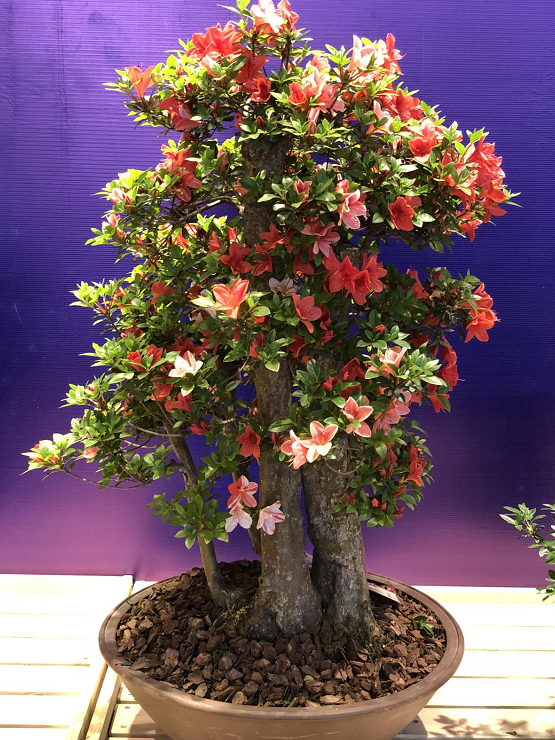 杜鹃花怎么浇水，杜鹃花浇水的正确方法（公认难养的杜鹃花）