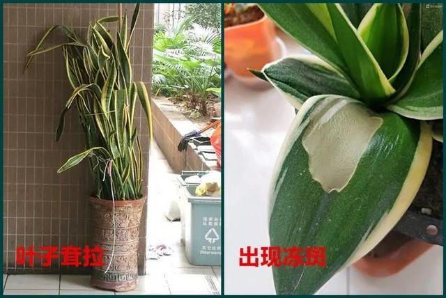一帆风顺叶子下垂发软，一帆风顺叶子下垂发软发黄怎么办（这花天一冷就假死）