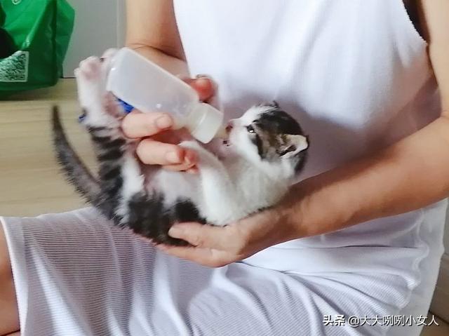 什么是开脸狗，民间说法开脸狗为什么不好（家有小奶猫）