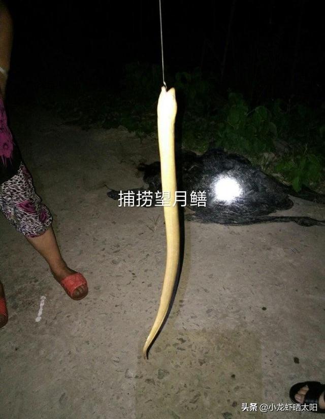 望月鳝和黄鳝的区别图片，黄鳝和望月鳝如何鉴别（只不过是缺氧了冒个头而已）