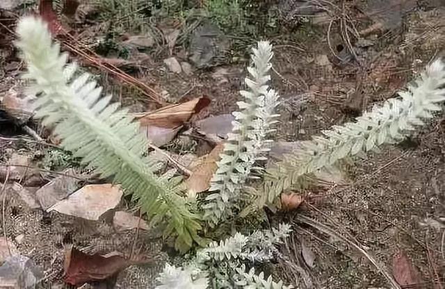 沙的低山地及草叢之中的草,家鄉人稱它叫