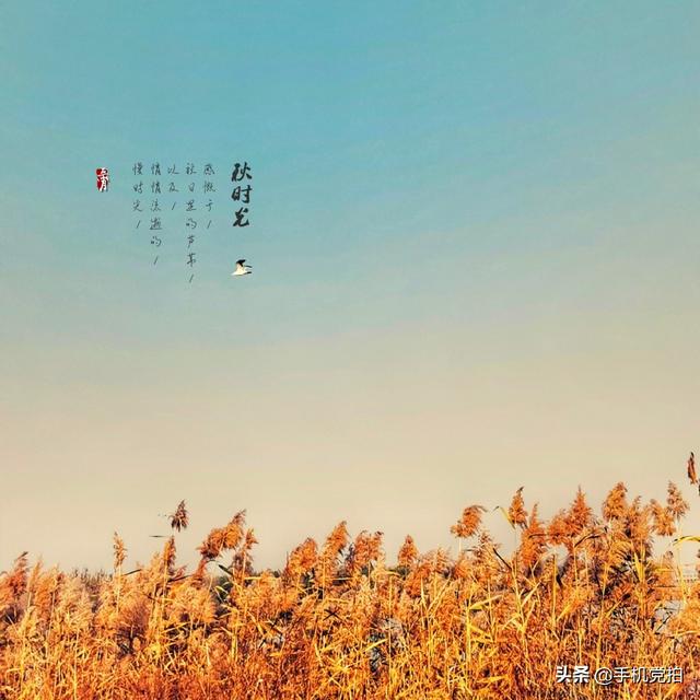 轻烟老树寒鸦什么意思，轻烟老树寒鸦前面一句是什么（不妨跟着“古诗”拍拍看）