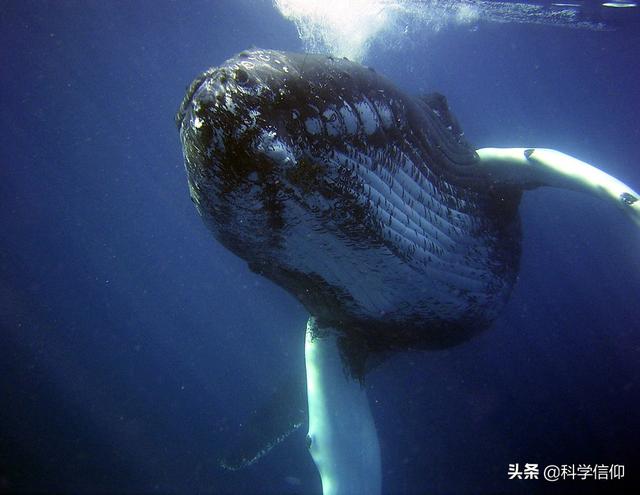 蓝鲸吃什么，蓝鲸为什么是哺乳动物（一口就能吞食几十吨磷虾）