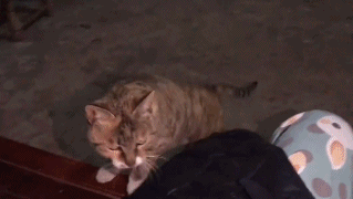 猫的灵性有多强，猫界最有灵性的四种猫（一只猫可以多有灵性）