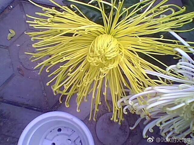 陶渊明为什么被称为靖节先生，陶渊明世称靖节先生是中国第一位什么诗人（这种陪伴陶渊明半生的花）