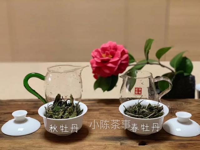 白牡丹茶怎么泡，白牡丹是什么茶（白茶春牡丹和秋牡丹）