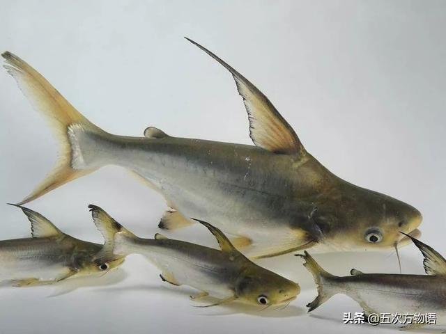 巴沙鱼和龙利鱼的区别，巴沙鱼和龙利鱼区别（谈谈龙利鱼和巴沙鱼）