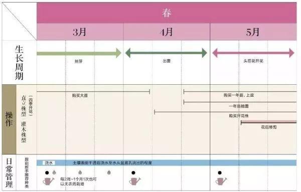 玫瑰月季花养殖方法，玫瑰月季的养殖方法（实用家庭玫瑰、月季种植新手入门养护术）