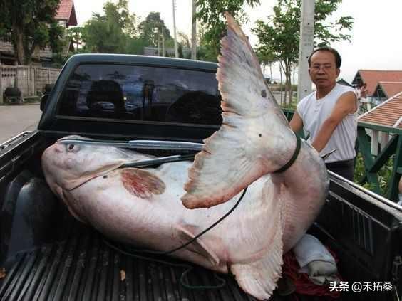 巨骨舌鱼,在中国却面临生存危机(巨骨舌鱼图片)