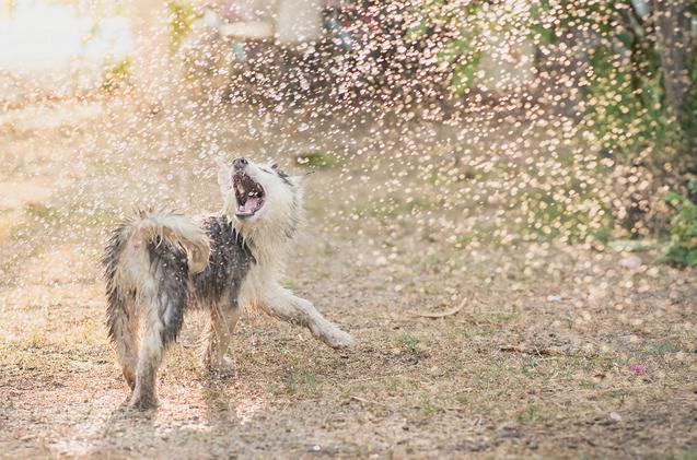 比熊犬怎么训练上厕所，比熊犬怎么训练大小便（帮你训练狗狗雨天排便）