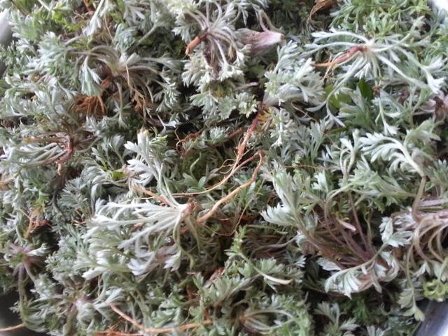 茵陈的养殖方法和注意事项，茵陈的功效与应用（茵陈草要怎么保存）