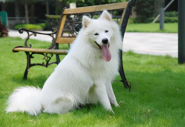 好养不臭的小型宠物，不臭又好养的宠物（“体味很轻”的几种狗狗）