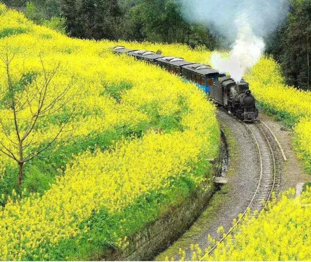 油菜花开的季节，适合家庭室内养的花与绿植（2019年全国油菜花开放时间表）