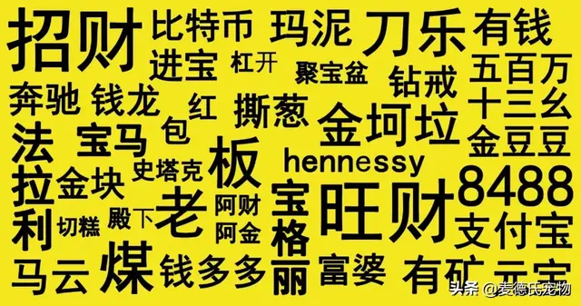 猫咪起什么名字最好听母猫，中国铲屎官绝对把气质