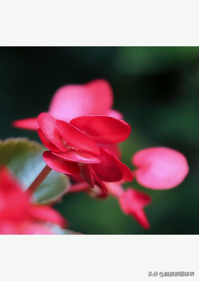 玻璃海象（玻璃海棠，这3个方法你用了吗（玻璃海棠长什么样）