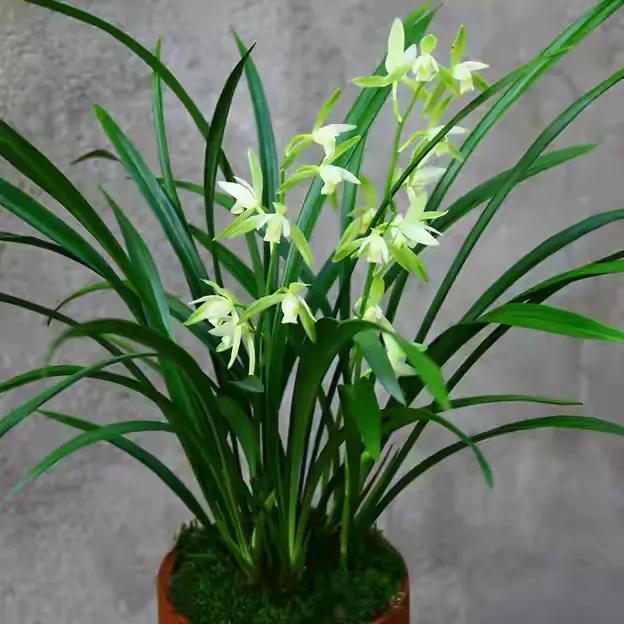 蕙兰五个必养品种，建兰大荷瓣品种（适合普通人养的十款兰花）