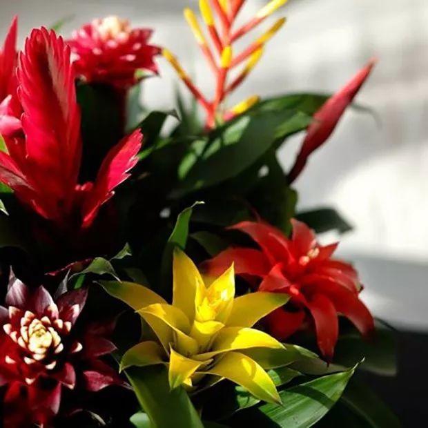 鸿运当头好养吗，鸿运当头怎么不好养（鸿运当头别喷水）