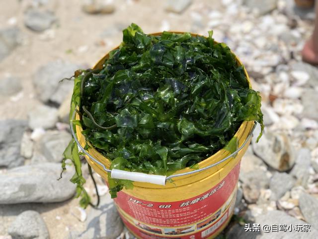 惠州海岛旅游景点哪里好玩，惠州野沙滩大汇总：8个野沙滩