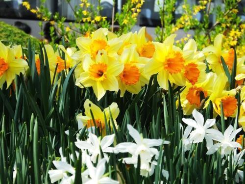 水仙花是什么颜色，水仙花是什么颜色的（一株能养好几年）