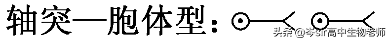 反射弧的结构，高中生物重点知识梳理