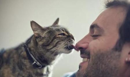 猫舔人是什么意思，猫咪为什么爱舔人（是在向你“暗示”这些事）