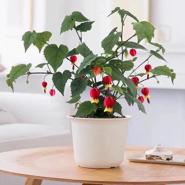 家中养什么花好，室内适合养什么花（9种洋气花）