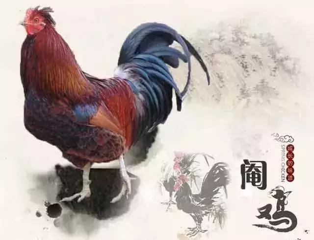 鸡子是什么，这个高薪行业即将消失（鸡子是什么器官）