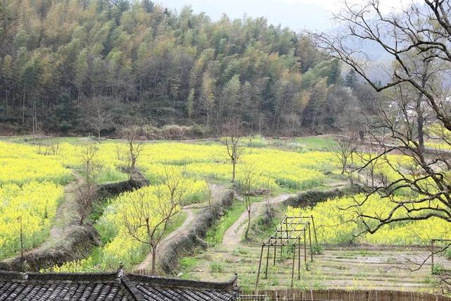 宏村在哪里，安徽宏村在哪里（宏村、西递等旅游景区恢复开放）