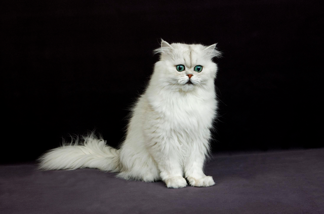 波斯猫图片，物种百科：波斯猫（波斯猫图片真实）