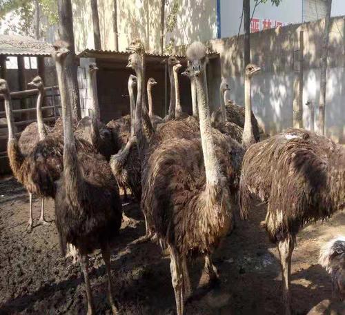 养什么动物不吵不脏不臭，新手养什么动物不吵不脏不臭（很真实、客观、很有用）