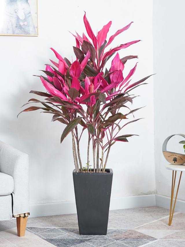 适合家里养的32种花，家里养什么花好（”家居盆花100种）